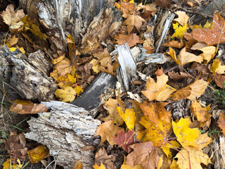 A closeup of the ground covered in dried branches and leaves under the sunlight in autumn
