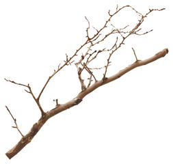 Fototapeta premium PNG Branch background isolated white.