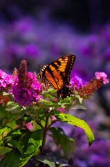 Image of butterfly on flower printed on Printed Glass Basin Splashbacks