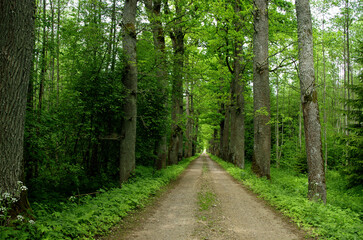 Oak trees in spring by the path