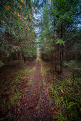 Fototapeta premium A Scenic Autumn Pathway Surrounded by Lush Woods Filled with Vibrant Colors and Serenity