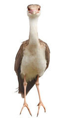 Black Legged Seriema Bird on Transparent Background PNG, Photo Realistic, Wallpaper, Cover and Screen for Smartphone, PC, Laptop, Transparent PNG