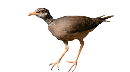 Fototapeta premium Black Legged Seriema Bird on Transparent Background PNG, Photo Realistic, Wallpaper, Cover and Screen for Smartphone, PC, Laptop, Transparent PNG