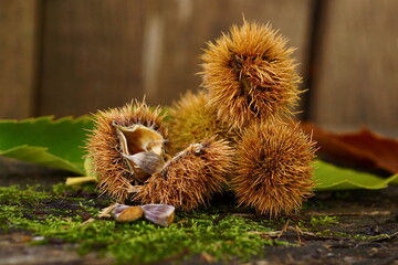 Beautiful background with edible chestnuts; Castanea sativa or Castanea vesca	