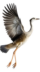 Obraz premium Black Legged Seriema Bird on Transparent Background PNG, Photo Realistic, Wallpaper, Cover and Screen for Smartphone, PC, Laptop, Transparent PNG