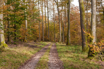 Fototapeta premium A Scenic Autumn Pathway Surrounded by Lush Woods Filled with Vibrant Colors and Serenity