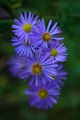 Fototapeta premium Wild flower - purple prairie aster - Aster amellus