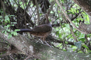 ave - aracuã escamoso - Ortalis squamata	