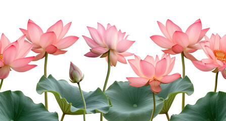 PNG Lotus line horizontal border flower petal plant.
