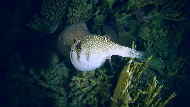 Broadbarred Toadfish (Arothron hispidus) pumped up into a ball against a night reef background.