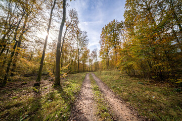 Fototapeta premium A Scenic Autumn Pathway Surrounded by Lush Woods Filled with Vibrant Colors and Serenity