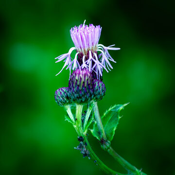 Thistle, Kenmure Hill, Lochwinnoch, Renfrewshire,Scotland,UK