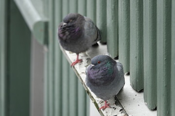 pigeon on the fence