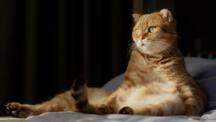 A tabby cat lounging on a bed, basking in warm sunlight, gazing into the distance.