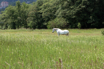 Fototapeta premium horse on green grass in the field. Arabian horse, white horse stands in an agriculture field with juicy grass in sunny weather. strong, hardy and fast animal. grazing in the meadow. beauty of nature