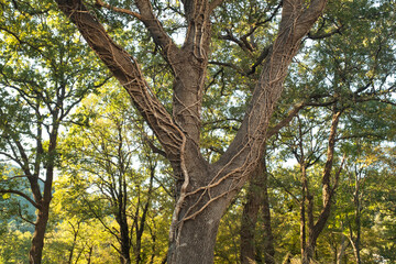 Large Tree with twisting branches of a parasitic ivy plant in a Sunlit Forest for themes of natural landscapes, geology, and outdoor exploration. High quality photography