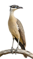 Obraz premium Black Legged Seriema Bird on Transparent Background PNG, Photo Realistic, Wallpaper, Cover and Screen for Smartphone, PC, Laptop, Transparent PNG