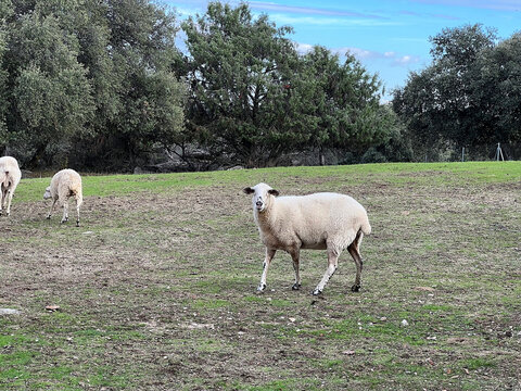 Oveja blanca en el campo de lado, cabeza gira al frente, a la c&aacute;mara, un reba&ntilde;o comiendo pasto o hierba, el campo tiene poco c&eacute;sped y unos &aacute;rboles de encinas al fondo. D&iacute;a de sol y nubes, cielo azul. 