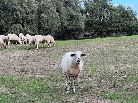Oveja en el campo mirando de frente a la c&aacute;mara, un reba&ntilde;o de ovejas al fondo comiendo pasto o hierba, el campo tiene poco c&eacute;sped y unos &aacute;rboles de encinas al fondo. D&iacute;a de sol y nubes, cielo azul. 