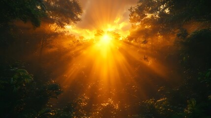 View Looking Up from the Ground in a Forest at Sunrise or Sunset, Ad Space