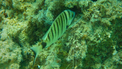 Sharp snout bream or sheepshead sea bream (Diplodus puntazzo) undersea, Aegean Sea, Greece, Halkidiki, Pirgos beach