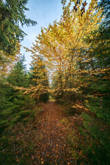 The Autumn Forest Canopy Displays Stunning Colors Above and Leaves Carpet the Ground Below