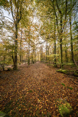 Fototapeta premium The Autumn Forest Canopy Displays Stunning Colors Above and Leaves Carpet the Ground Below