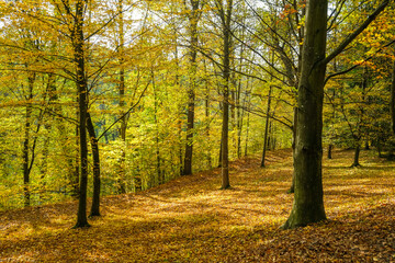 Beautiful colorful autumn nature background. Beautiful autumn landscape