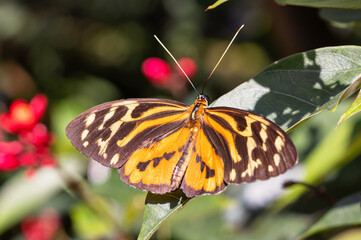 Schmetterling