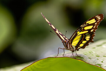 Schmetterling