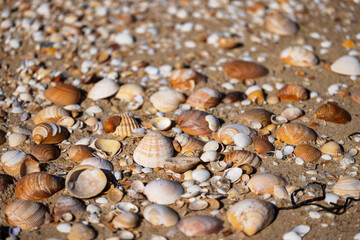 Muscheln