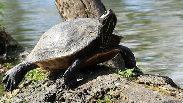 Turtle on a stump, red-cheeked turtle on a tree trunk, wild water turtle sunbathing near the lake