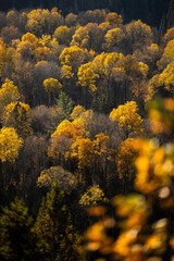Fototapeta premium Autumn in Redbridge Northern Ontario