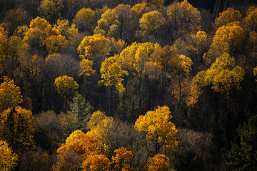 Fototapeta premium Autumn in Redbridge Northern Ontario