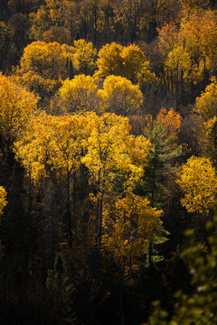 Autumn in Redbridge Northern Ontario