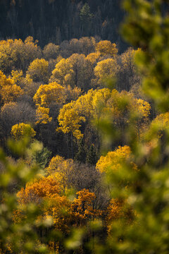 Autumn in Redbridge Northern Ontario