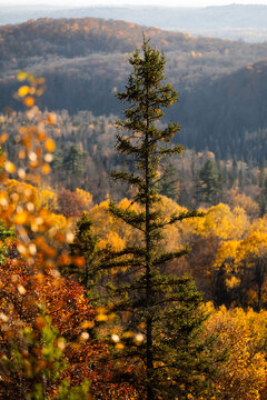 Autumn in Redbridge Northern Ontario
