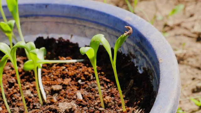 Growing calendula seedlings in a bowl made of soil at home in kitchen garden.
