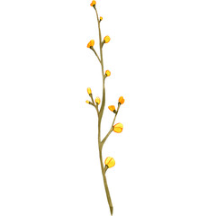 Flowers Watercolor Plant