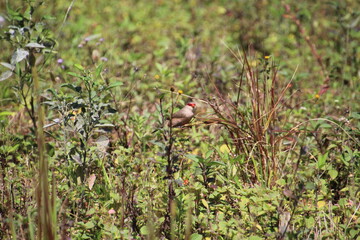 ave bico de lacre - Estrilda astrild