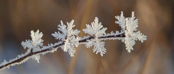 A close-up of frost-covered branches, showcasing delicate, shimmering snowflakes against a soft, blurred background.