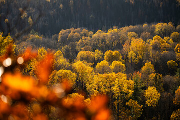 Autumn in Redbridge Northern Ontario