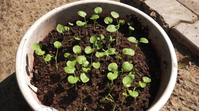 Growing hollyhocks seedlings in a bowl made of soil at home in kitchen garden.