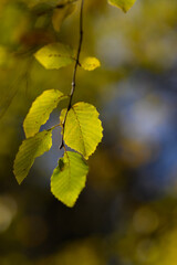 Colorful autumn leaves of trees in the park close-up, colorful background