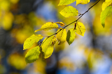 Colorful autumn leaves of trees in the park close-up, colorful background