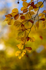 Colorful autumn leaves of trees in the park close-up, colorful background