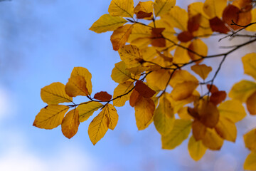 Colorful autumn leaves of trees in the park close-up, colorful background