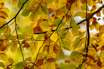 Colorful autumn leaves of trees in the park close-up, colorful background