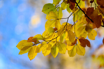 Colorful autumn leaves of trees in the park close-up, colorful background