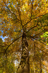 Colorful autumn leaves of trees in the park close-up, colorful background